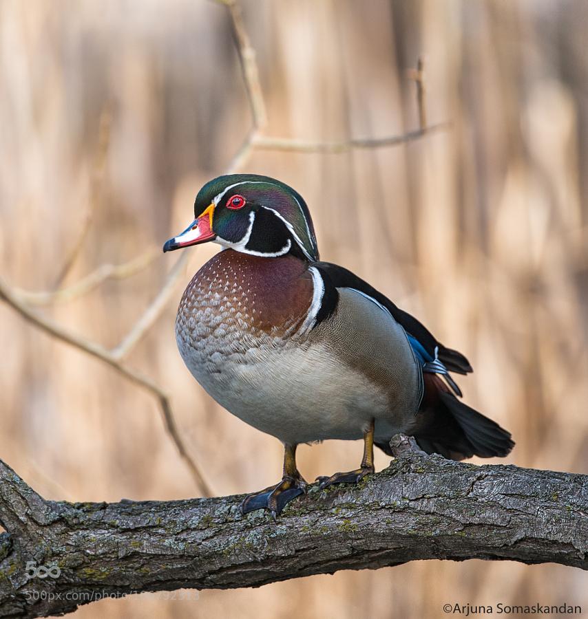 CoverGap's tweet photo. Male Wood Duck by ... - http://t.co/lPX5Aol4VJ #Birds #D800 #HighPark #Nikon #Ontario #Toronto #WaterFowl http://t.co/5ysxkwMTWy