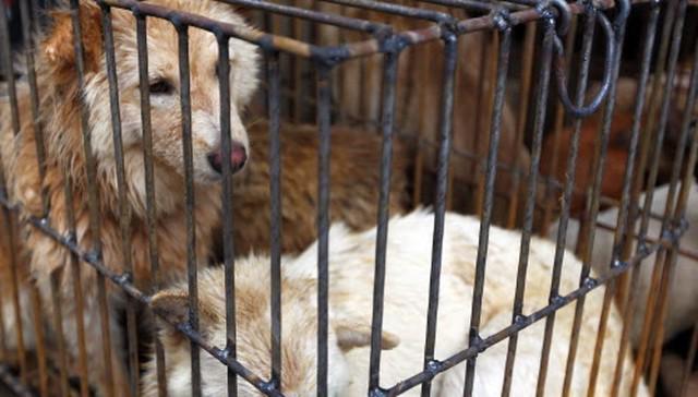 The illegal dog meat festival that nobody is stopping thedo.do/1HOQ4zJ #StopYulin2015