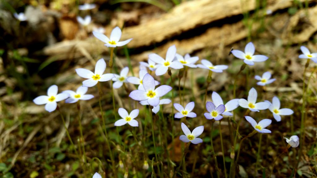 d_tinker's tweet image. The name of these wildflowers (Quaker lady bluets) tickles me almost as much as seeing them. #naturenames