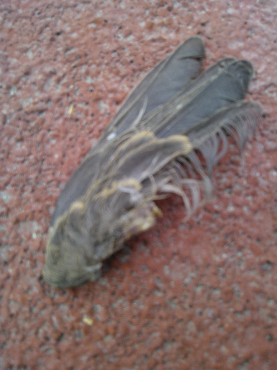casio_lalo's tweet photo. En la piel de una gota mis alas volvieron rotas http://t.co/ygrL5IASks