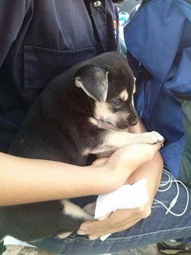 Bianki_pad's tweet photo. @mascotaspzo30 @MASCOTASDECALLE x favor pto Ordaz temp para este cachorro en situación d ceguera @gaapo @apoyocanino http://t.co/hLUsMkJeQ3