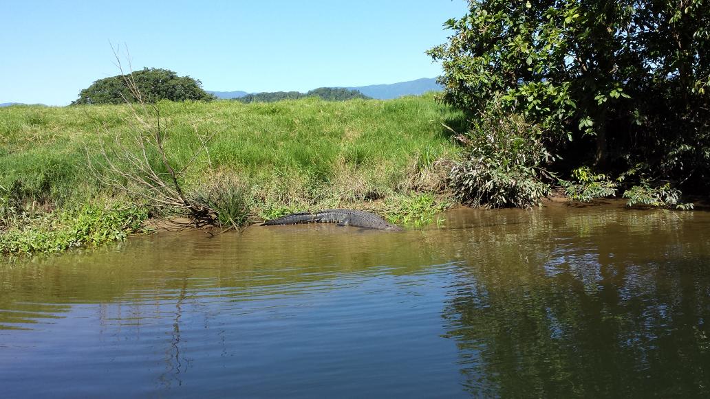 Crocodile at Daintree river Queens land