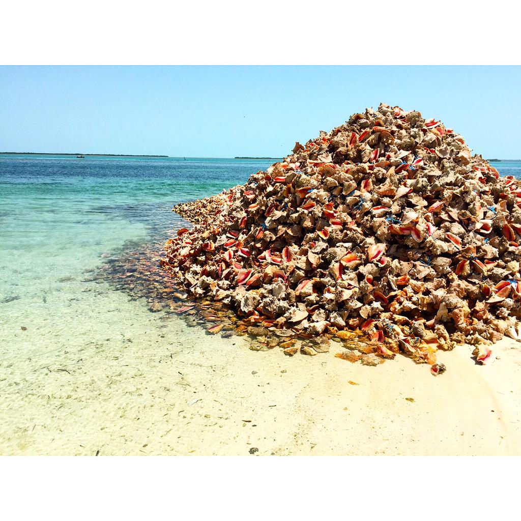 itssilvaaa's tweet photo. your freshly made to order conch salad π#bimini #conchshack http://t.co/nK3hKsetcO