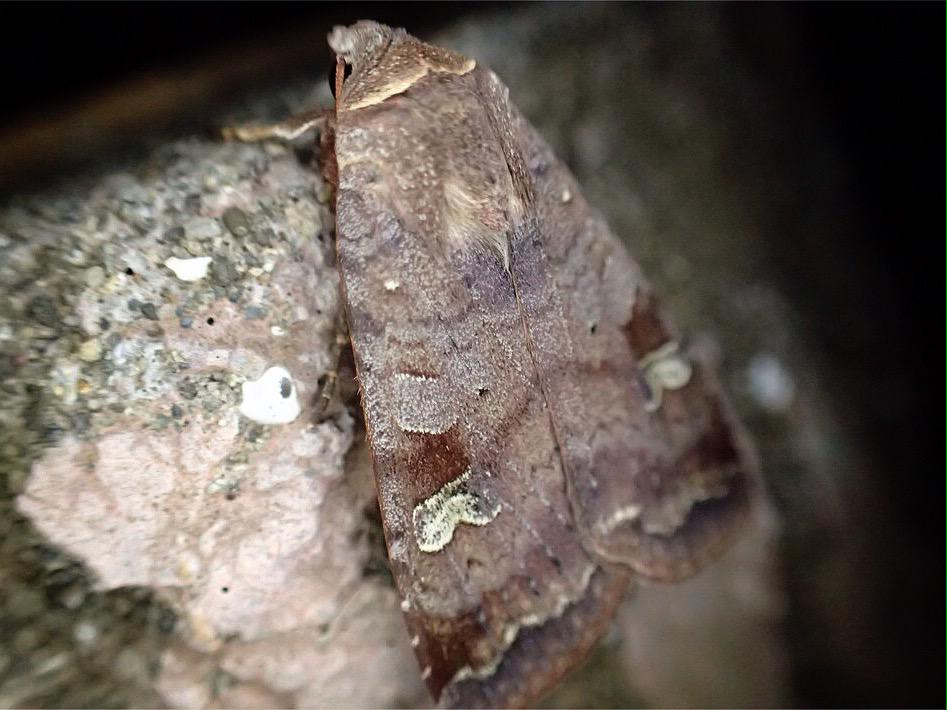 日本野虫の会 重版御礼 手すりの虫観察ガイド Kkt1908 調べてみるとオオバコヤガの幼虫はタデ類からサクラソウから ハイビスカスまで広い食性なんですね 名前つける時に あれ オオバコ ってならなかったんですかね 日本野虫の会 重版御礼 手すりの虫観察ガイド Kkt1908 調べてみるとオオバコヤガの幼虫はタデ類からサクラソウから ハイビスカスまで広い食性なんですね 名前つける時に あれ オオバコ ってならなかったんですかね