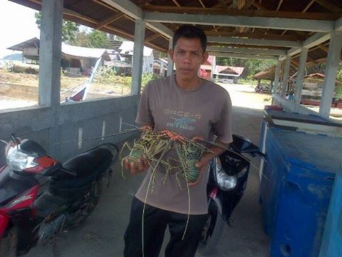 adiesa26's tweet photo. Iskandar dg #Lobster #udangBambu Hasil Laut #Aceh | Lokasi: #PuloAceh (Pulo Breuh) | @iloveaceh  #lautaceh #seafood http://t.co/jqMD0Xjou5
