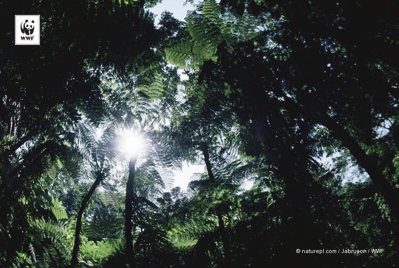 Yayasan WWF Indonesia tweet media