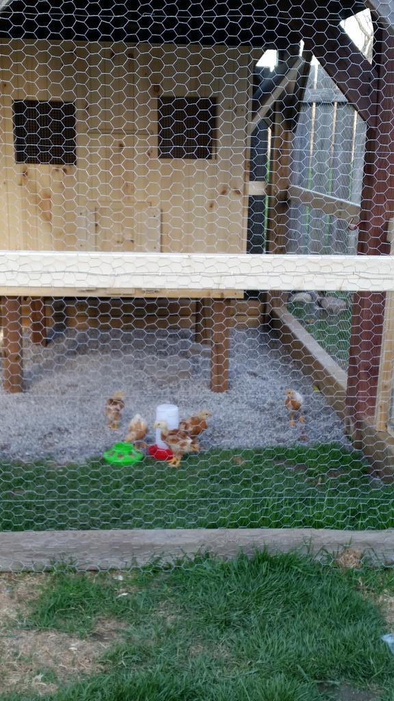 myklp's tweet photo. My little urban homesteader putting the finishing touches on our new chicken coop. Looking forward to fresh eggs http://t.co/dZQydeTpiY