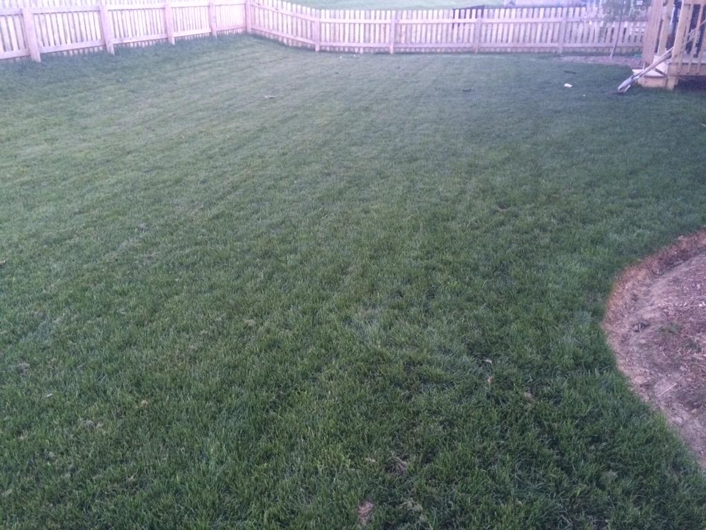 INDYINDIANSTURF's tweet photo. #lawnupdate grass is green and growing!  How's your lawn doing?  Big changes coming though #landscapingismorefun http://t.co/0bKmkw4IAR