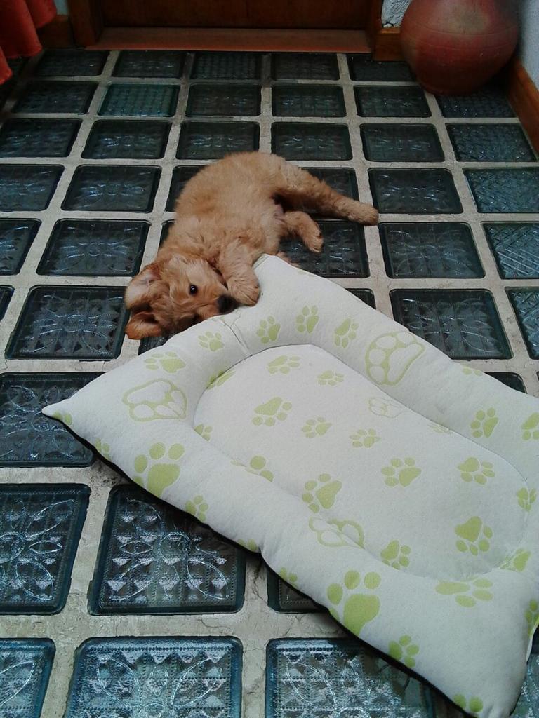 LauriParra2's tweet photo. Yo Soy Hermoso :) http://t.co/uS4c97LMjZ