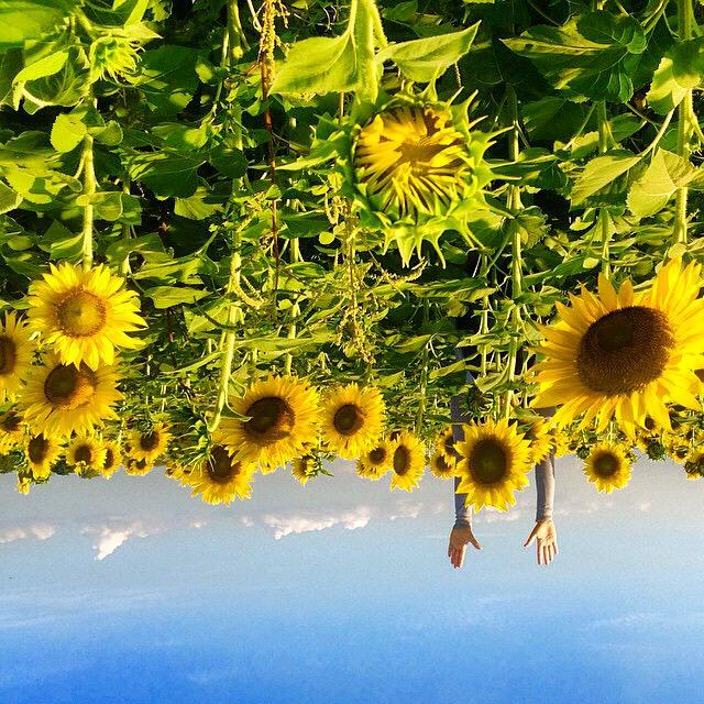ThisIsVenezuela's tweet photo. Living the good life... Upside down sunflowers at Turén http://t.co/Uav9BaSWFr