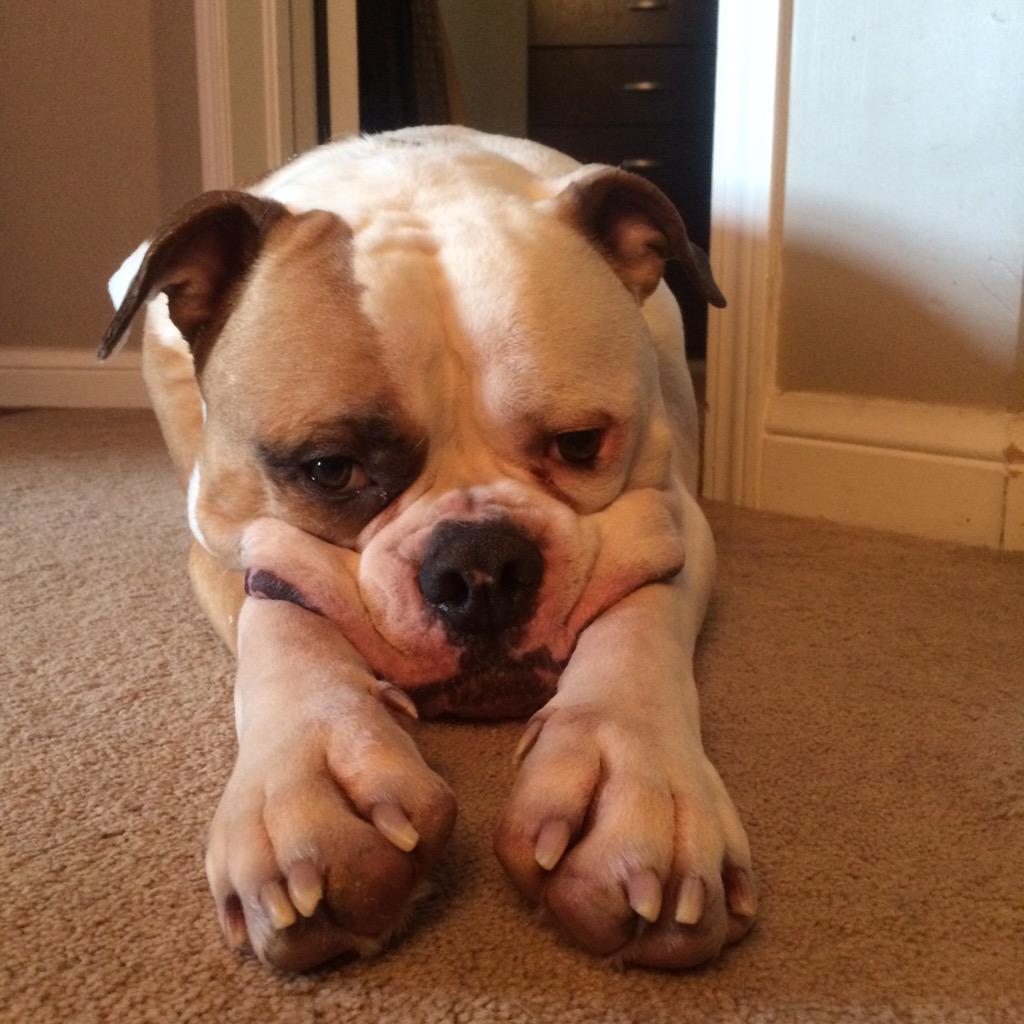FitOrganiX's tweet photo. Anyone else have one of "those" days? #AmericanBulldog #bullybreeds #bestfriend #goingCesar @CesarSaysBark @THS_tweet http://t.co/TVzGBnnY1T