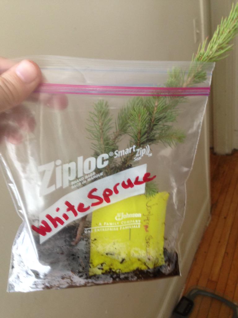 netprophet's tweet image. Why do they send kids in the city home with a tree to plant? #ihavealmostnoyardpeople