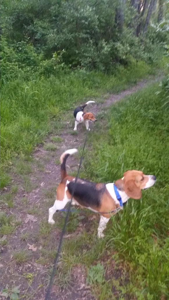 hyrdeost's tweet photo. “@kaceytron: The beagles taking me on a walk :3 http://t.co/ujCFzgVpos” not suprised you fat dog Kappa