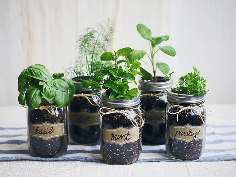 FreePeople's tweet image. #DIY mason jar fresh herb garden: freep.pl/MeiaJ