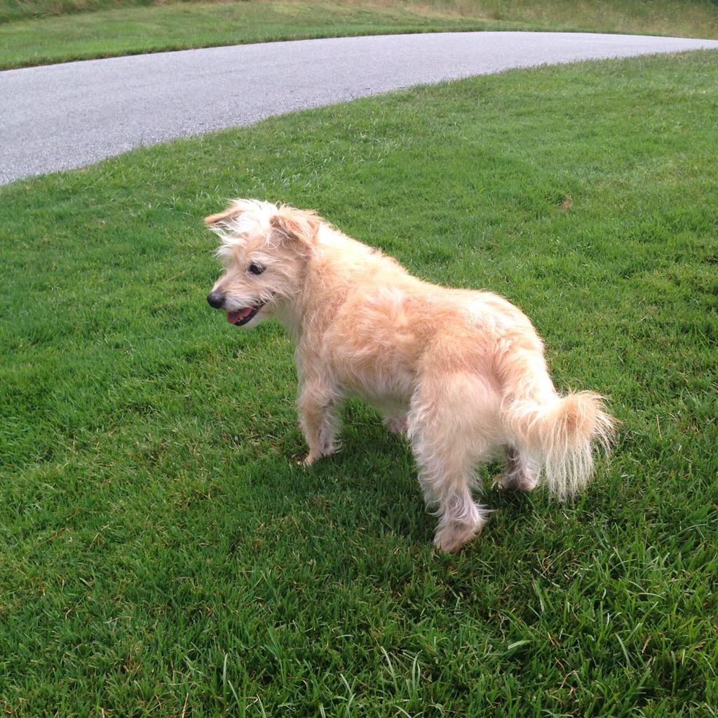 SapphoShanksss's tweet image. #asksutton Rocky is still very offended you didnt pick him in the pet competition! How could you say no to this face?