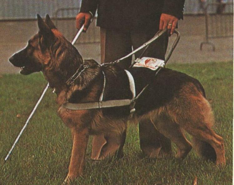 ISFSiberia's tweet photo. Today is the World Day of guide dogs. Read an article http://t.co/PYQZzEnmF9 in Russian 
День собак-поводырей! http://t.co/ft3YMYwTBC