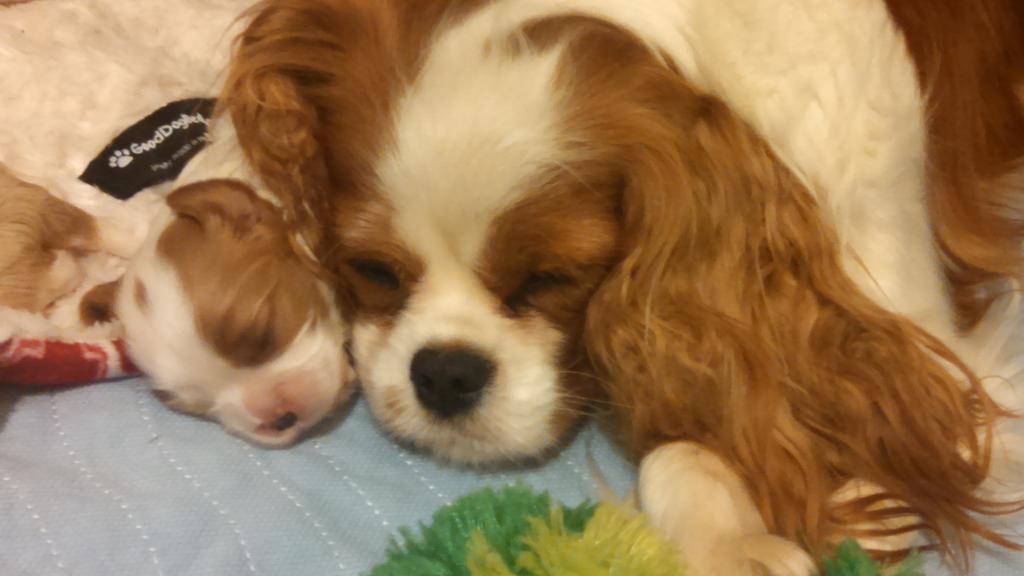 KnobNots's tweet photo. RT @BevatMadeeCav: Awwwww!!!!! #responsiblybred #CKCS
#NationalPurebredDogDay http://t.co/Gwr5RKVf2M