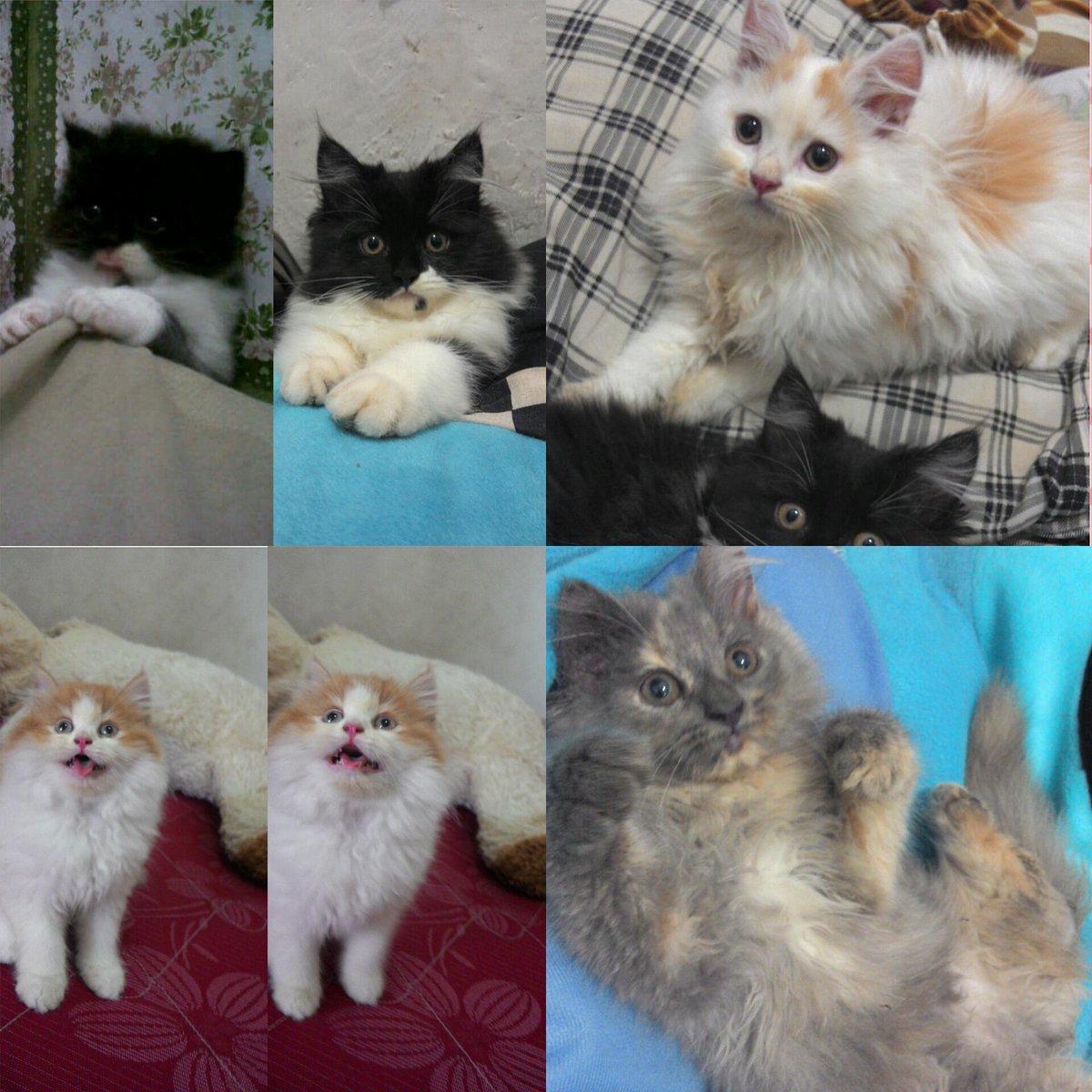 DinaMbemm's tweet photo. @CatLoversBDG wts persia medium longhair minat? 081809533530 http://t.co/jnInBUa0FZ