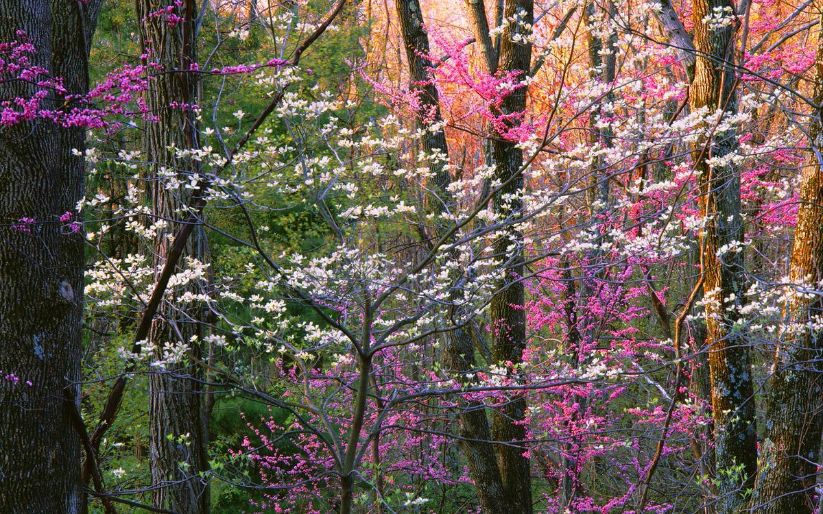 Wallpaperia's tweet photo. Shenandoah National Park http://t.co/MAj2C6A1U8 http://t.co/l7xsCEbyrC