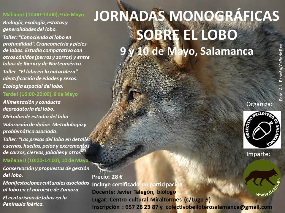 Aún quedan plazas libres para las Jornadas Monográficas del lobo. ¿Te las vas a perder?
