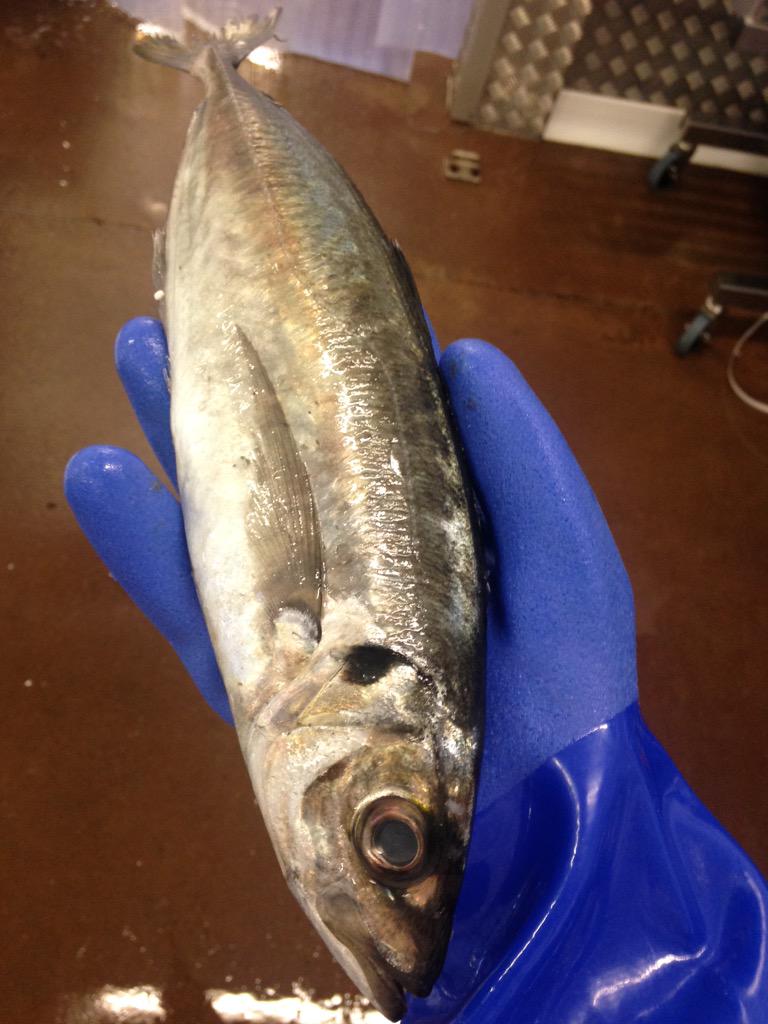 Kingfisher_BXM's tweet image. @fatbellyfred @derekkingfisher Horse mackerel (scad) on its way. We would love to see the finished dish.