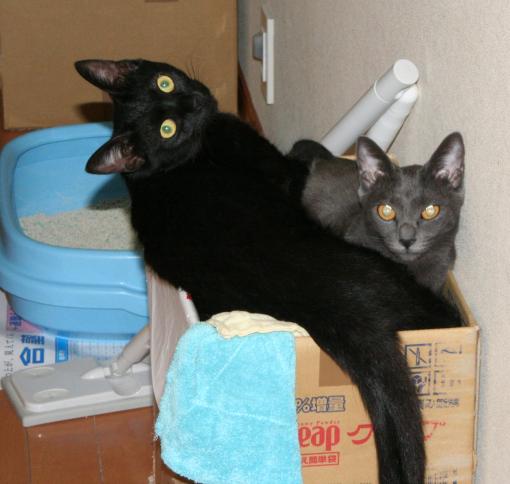 我が家のにゃんこ(*^^*) 71tP8MjaxKL._AC_UF350,