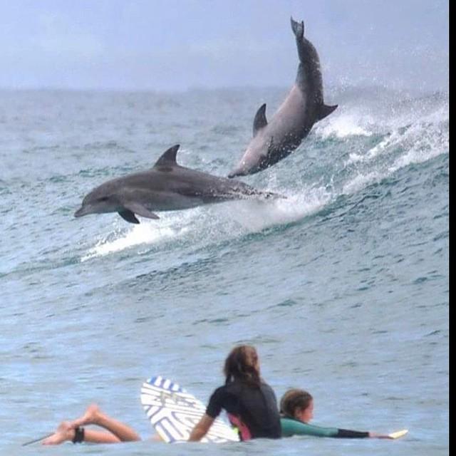 pacificcoastaus's tweet photo. Look what @byronluxurybeachhouses captured today. Precious! #nature #legendaryplaces #dolphins #sea #surf by legend… http://t.co/ofb8XCB2Bj