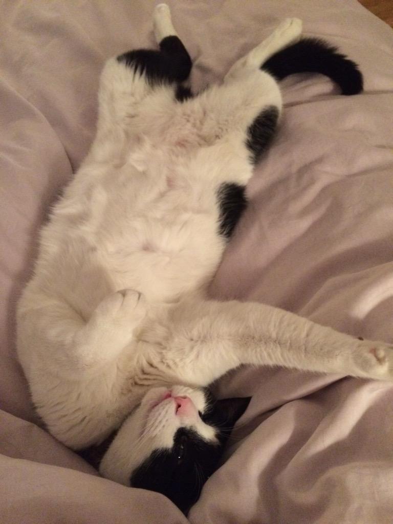 yummyg81's tweet image. "Happy" #O2HappyCat @O2