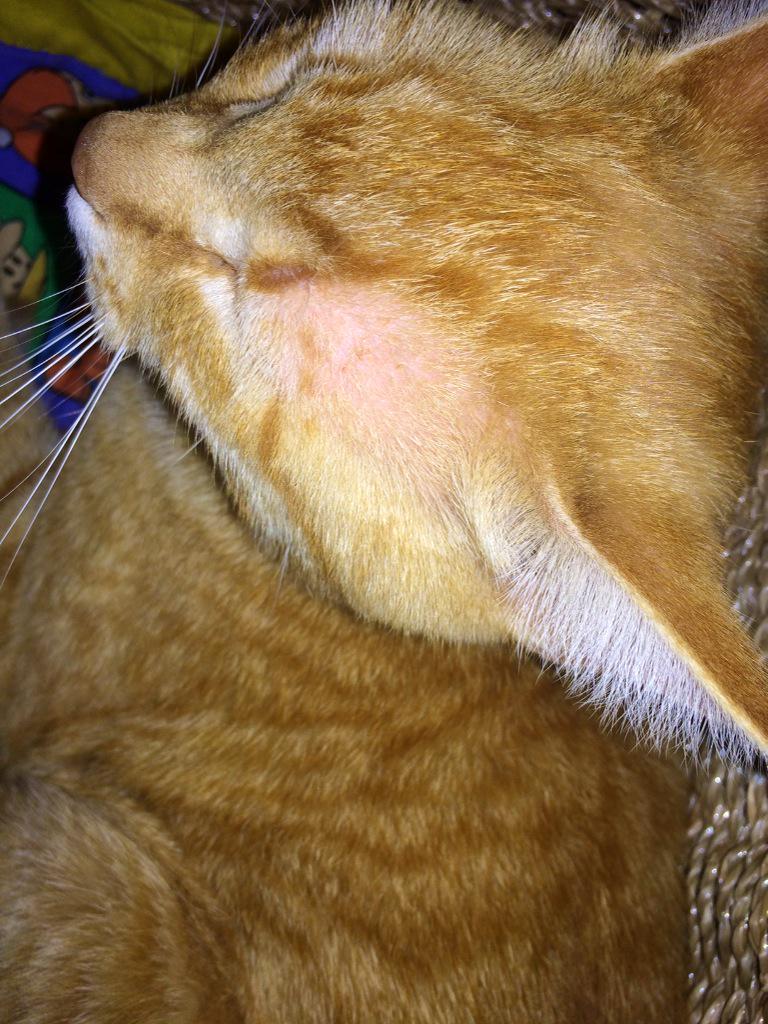 eden_lamb's tweet photo. I feel its necessary that I point out to you all that my cat burnt his scalp today #gingercatproblems http://t.co/JDRnmxemSF