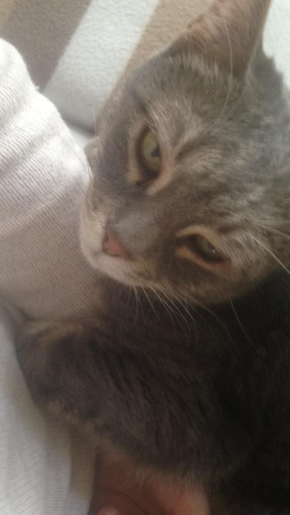 raspberrythecat's tweet image. Too tired. #catproblem #kittytude