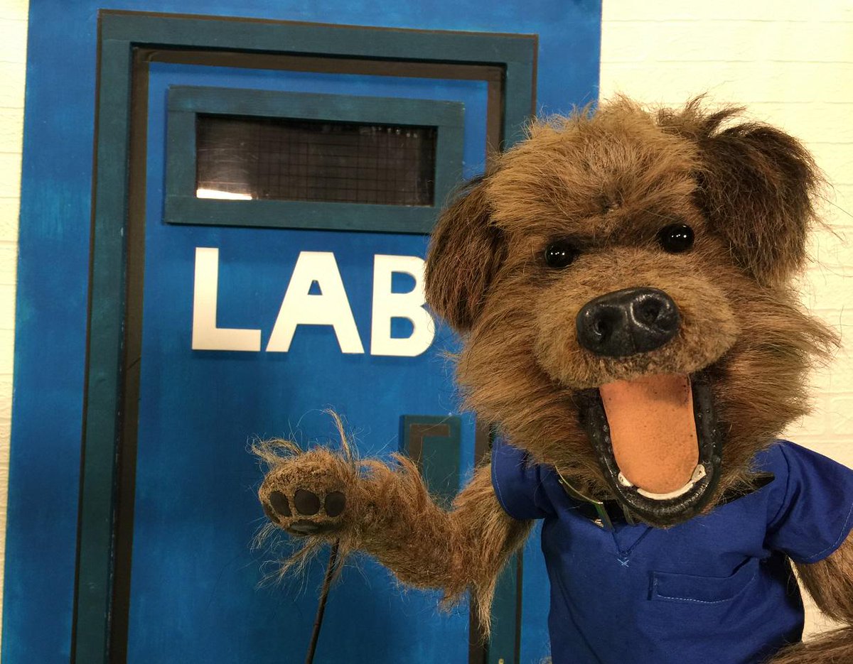 TerrierTwosome's tweet photo. “@CBBC_Hacker: Lab? Nil, I'm a border terrier! #dogconfusion #lol http://t.co/VO5pXxIEBX” @LynnieYankee is he yoos bro ?