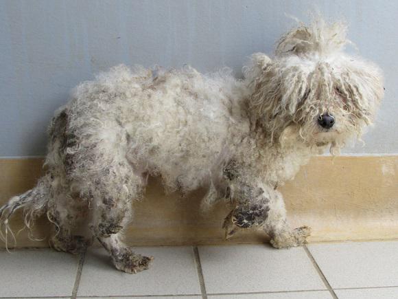 Pets_ie's tweet photo. UPDATE: 340 dogs &amp; 11 horses have now been rescued from the puppy farm in Carlow. More here: http://t.co/lDZImnIzXb http://t.co/UMQCRKSAI2