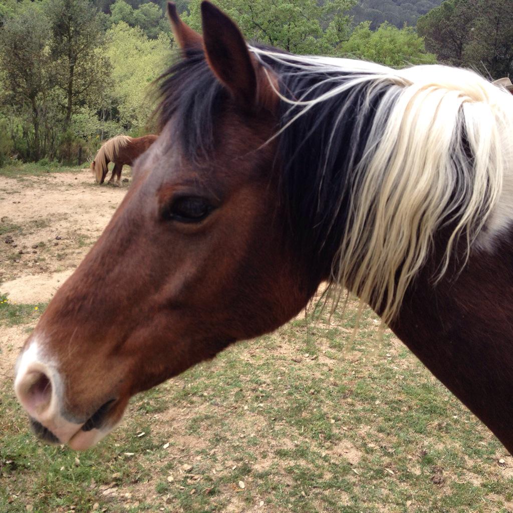 scannerfm's tweet photo. A las 12h #coaching con #caballos de la mano de @TALIASOLDEVILA y #SergioVidal. Y canciones! #pony #caballo #ride http://t.co/5OGaqP70QI