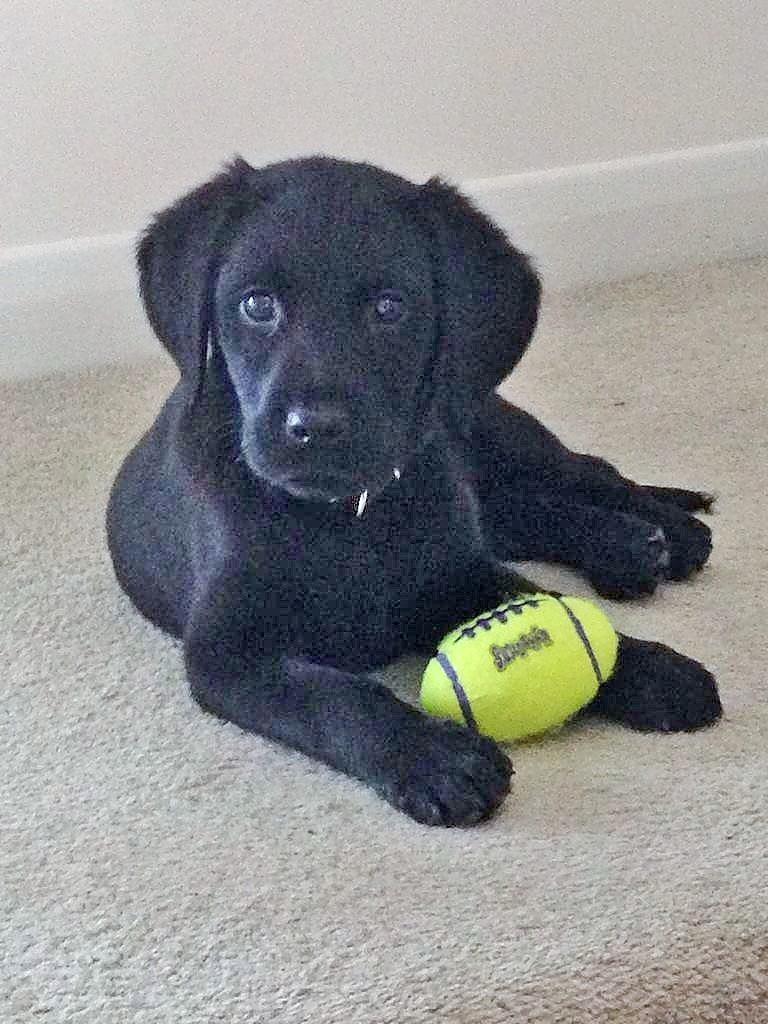 Islander2001's tweet image. Remember guide dogs for the blind are not cheap #supportguidedogs