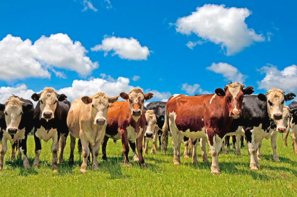 steakedinburgh's tweet photo. There is an estimated 1.3 billion head of cattle and 920 breeds of cow in the world today!! #FunFact #SteakEdinburgh http://t.co/Yij7Eycj9M