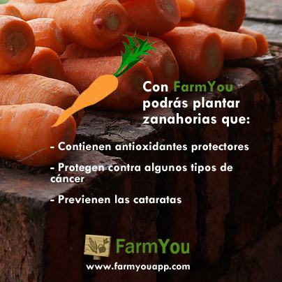 farmyouapp's tweet photo. Las zanahorias cuentan con numerosas propiedades. Con FarmYou aprenderás cómo cultivarlas #comidaorganica #comidasana http://t.co/MZ8Q4eZfAu