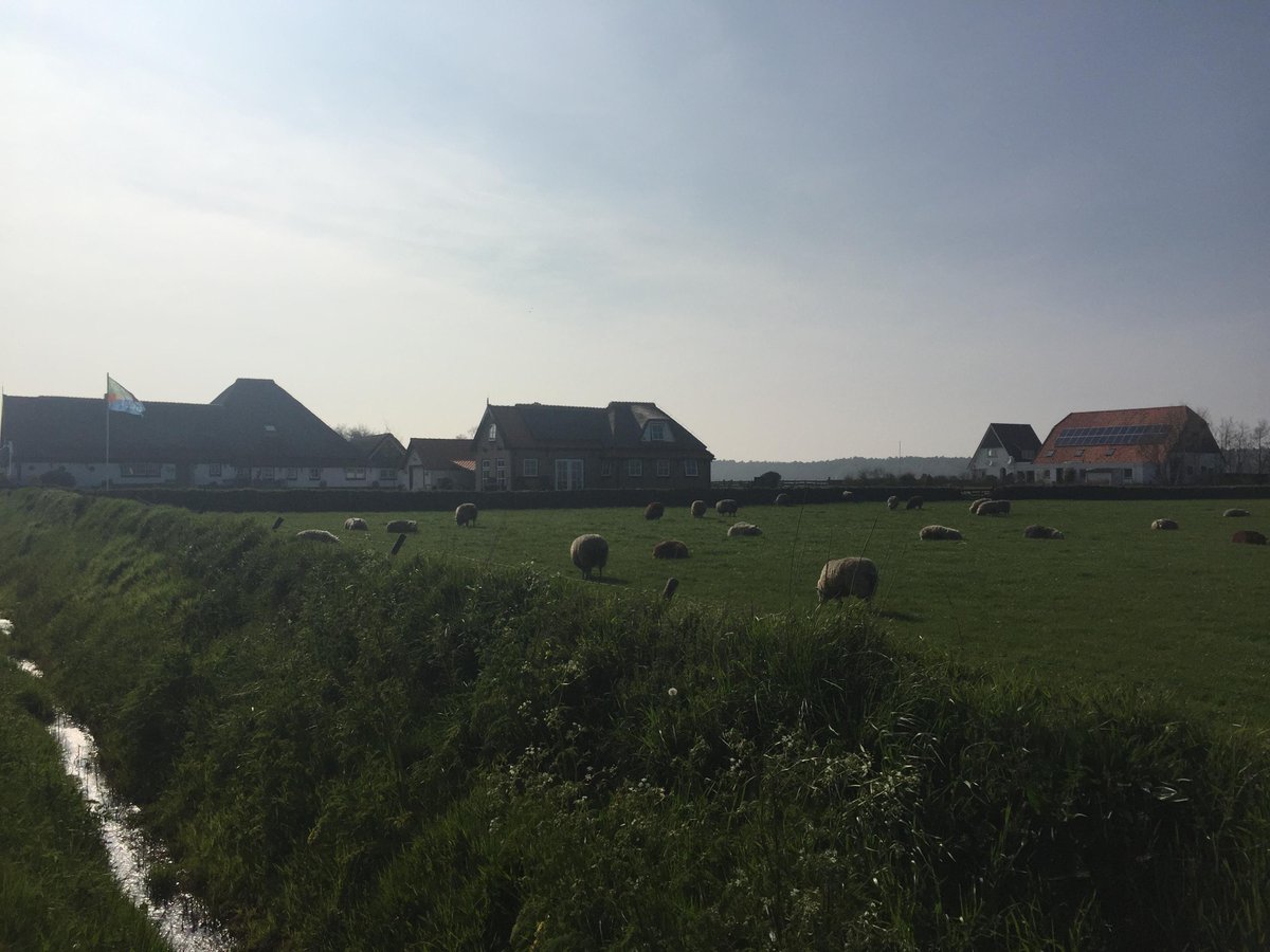 AnjaHoeveTexel's tweet photo. Uitzicht op de schapen bij Anja hoeve. http://t.co/wSEa1kmbsL http://t.co/X2cyB8NiE1