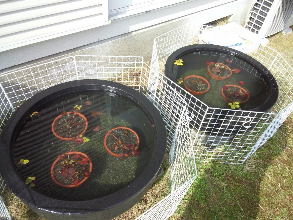 国籍 メディカル 知的 睡蓮 鉢 底上げ 軽量 保存する 説得力のある