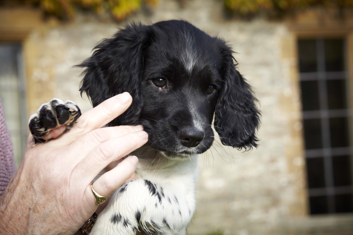 PetplanUK's tweet photo. #BeeTip! It's quite rare, but if a #dog has been stung and collapses, they need to see a vet straight away! http://t.co/0rzl4jkA5e