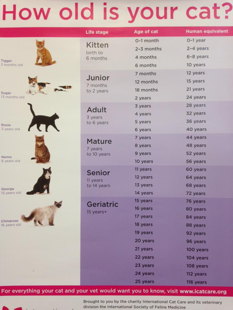 Feline Age Chart