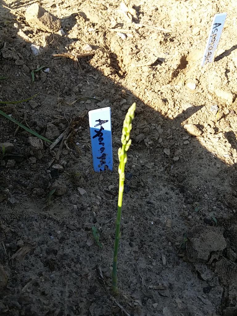 Asparagus is sprouting! #FFAforFFS