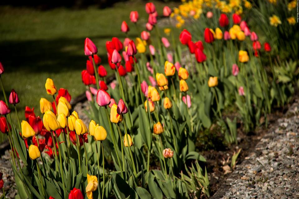 CourmayeurMontB's tweet image. #Spring15 in #Courmayeur Dolonne e La Villette La bellezza dei nostri villaggi tutto l'anno :D goo.gl/I9Kg3v