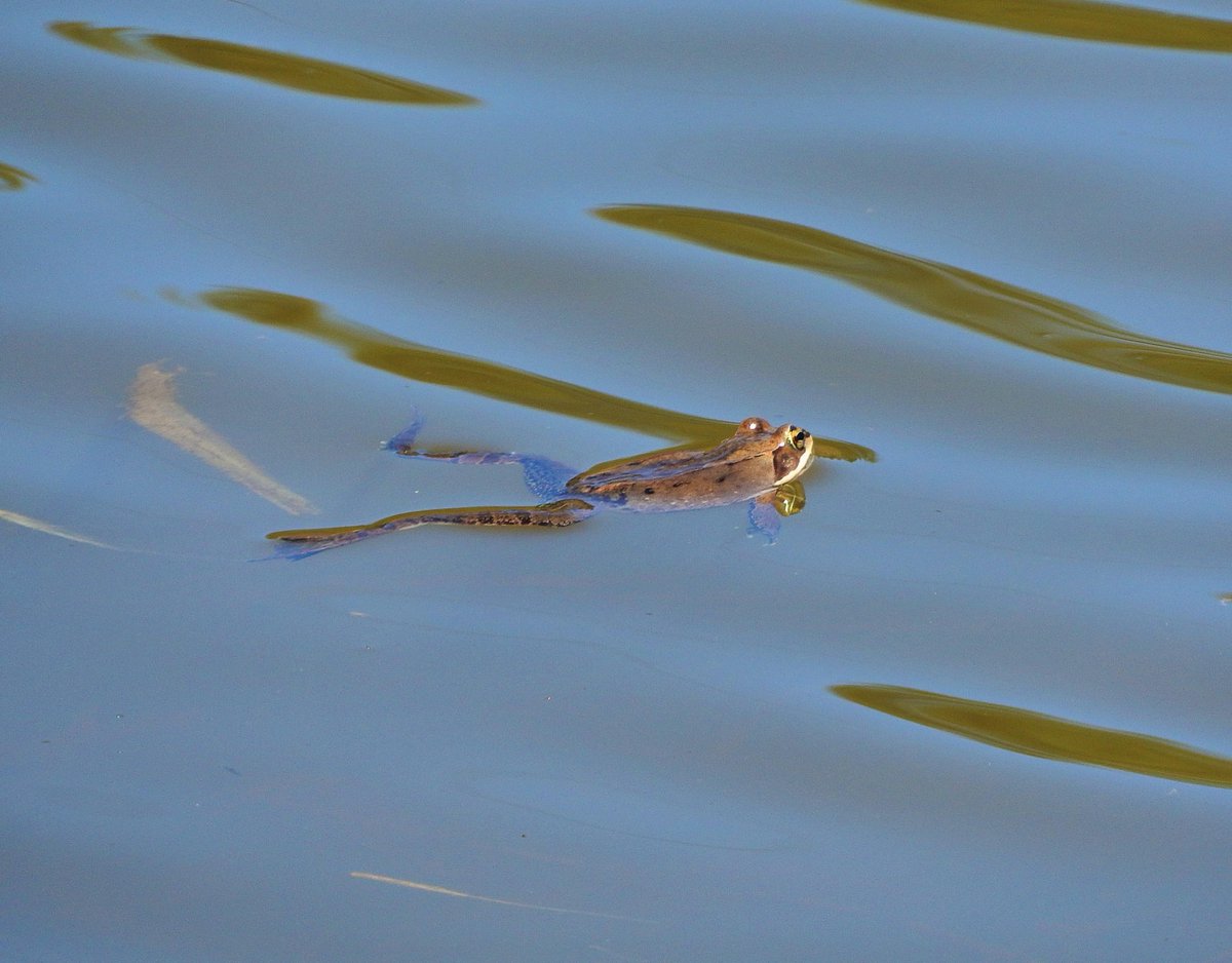CentralAlgomaLT's tweet image. #Woodfrogs in our region have begun breeding this week! #Springpeepers and mole #salamanders have started up as well