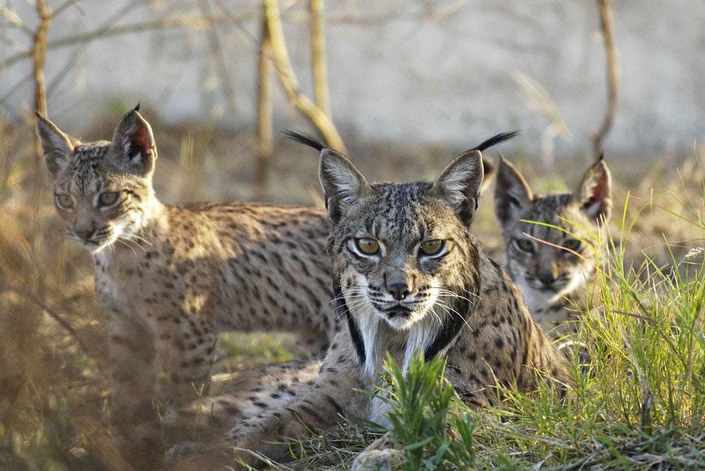 materia_ciencia's tweet photo. Nacen los primeros linces en libertad fuera de Andalucía en décadas http://t.co/4ipVmmFWE0 http://t.co/rxcPxQC3hG