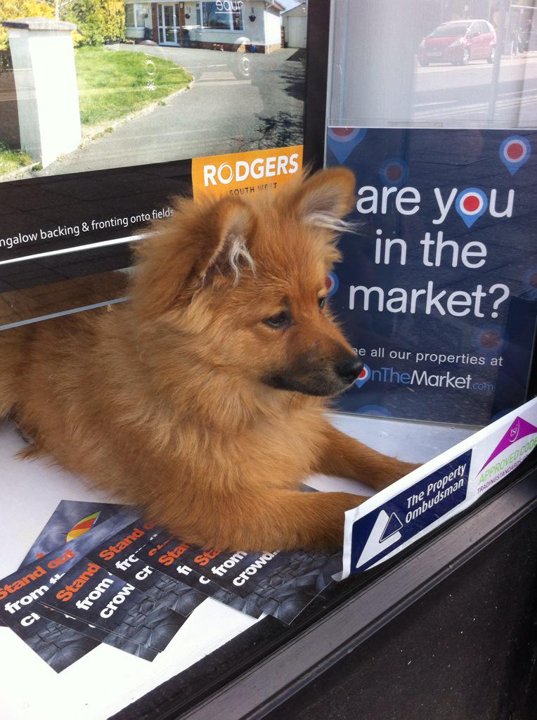 RodgersEstates's tweet image. #cute #alert how much is that doggie in the window? #property @OnTheMarketCom #estateagents @rightmove