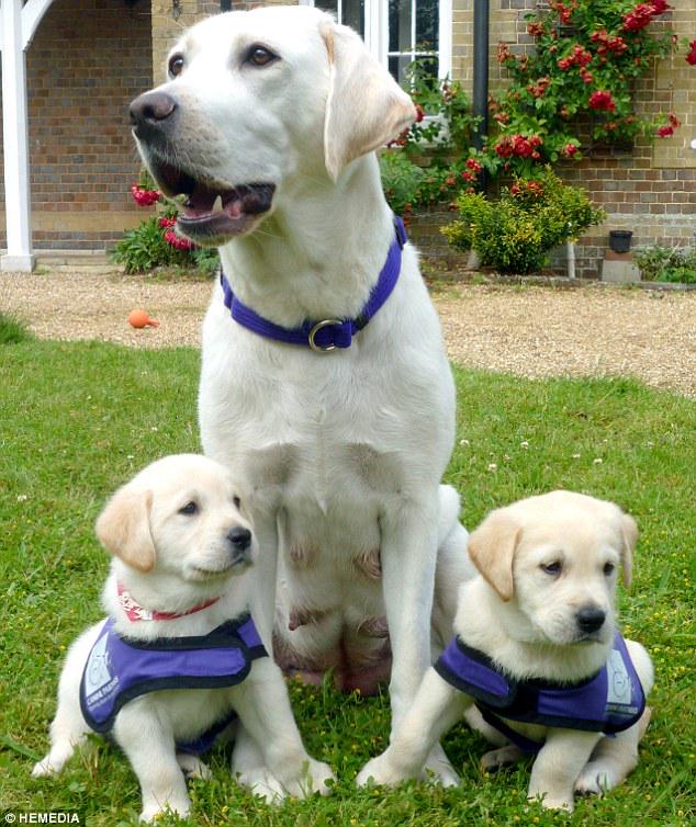 The guide dogs and puppies are here at DUSA The Union tomorrow, 11am-2pm #examstressrelief