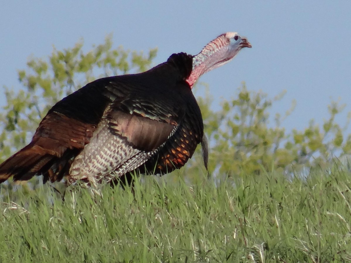 NEOutdoorGuy's tweet image. Tuesdays are for Toms.
neblandvm.outdoornebraska.gov/2015/04/tuesda…
#SpringTurkeyHunting #NEHunting #WildTomTurkeys