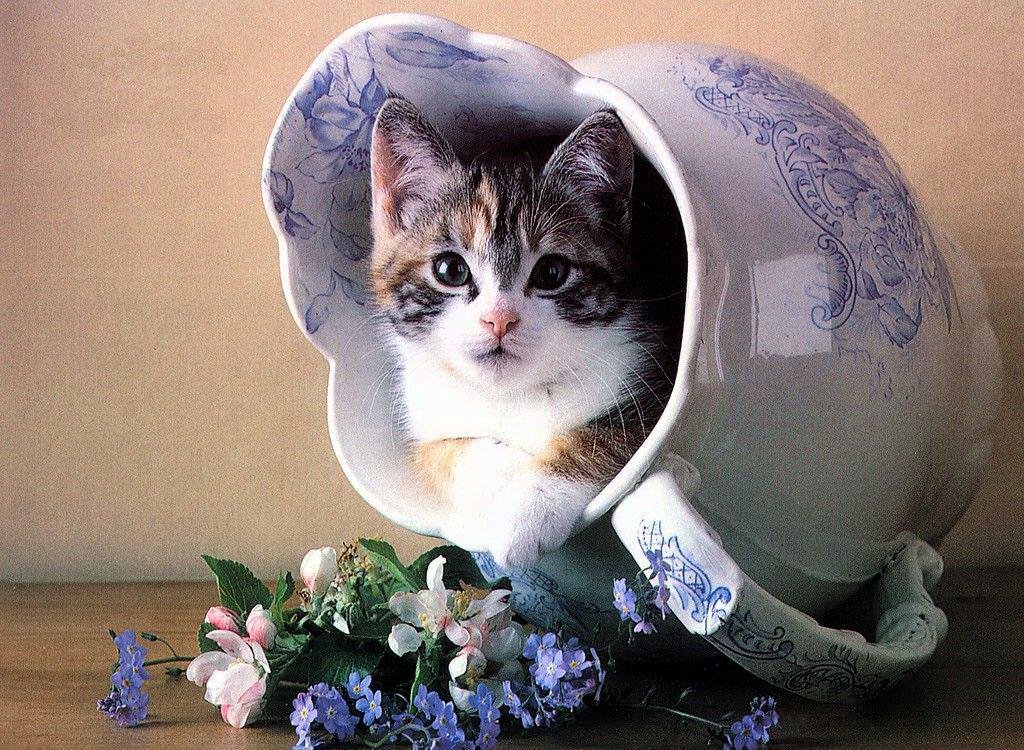 Открытки с добрым днем с котами, клиентов