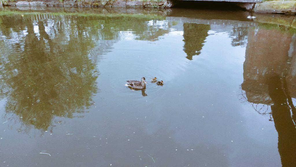 Martharebeccat's tweet photo. Sunshine and hail on the canal - but the ducks don't mind. http://t.co/7JijX0JL1A