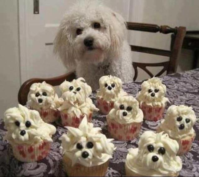 SalimeSalomon's tweet photo. @centromediatv FLOPPY EN SU CUMPLE 10 http://t.co/nzflzUwpcm